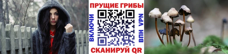 Псилоцибиновые грибы мицелий  сколько стоит  МЕГА ССЫЛКА  Байкальск 